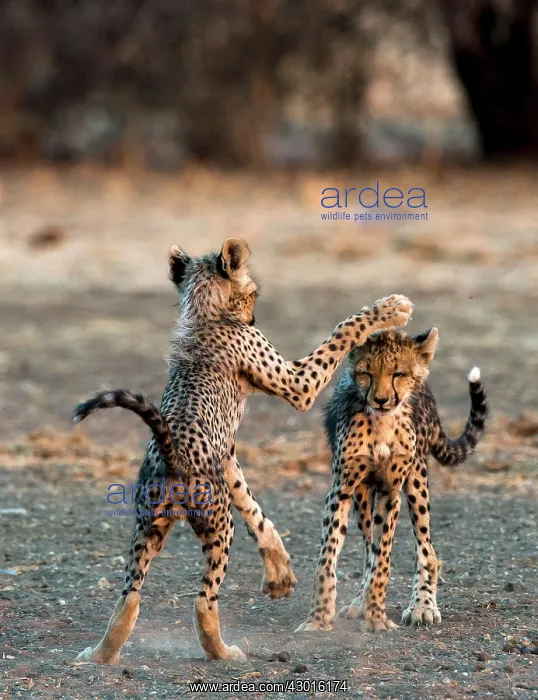 : Cheetah cubs playing : Cheetah cubs playing