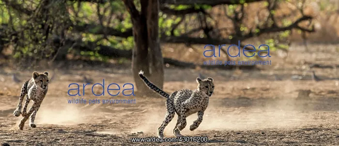 : Cheetah cubs playing : Cheetah cubs playing