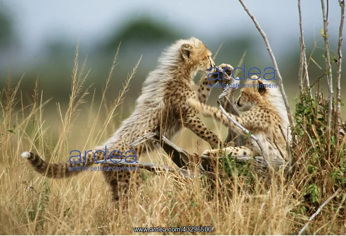  : CHEETAH - cubs playing, showing furry mane of youngsters