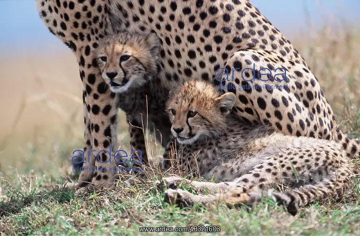 : CHEETAH & two cubs sheltering with mother : CHEETAH & two cubs sheltering with mother