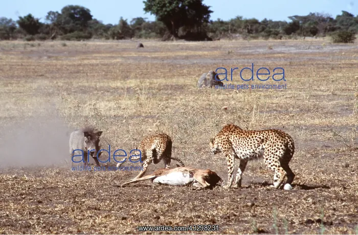 : CHEETAH - Defending Impala kill from Warthog : CHEETAH - Defending Impala kill from Warthog