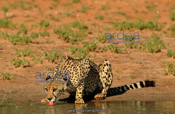 : Cheetah - drinking : Cheetah - drinking