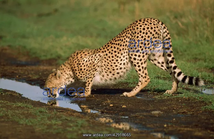  : CHEETAH - DRINKING