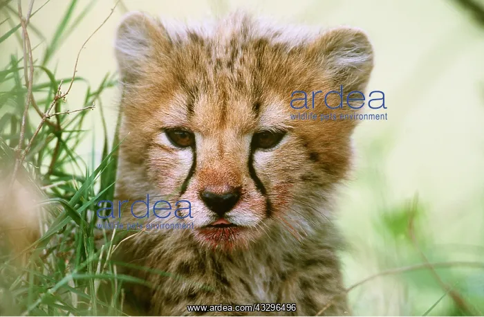  : CHEETAH - face of cub, close-up showing blood