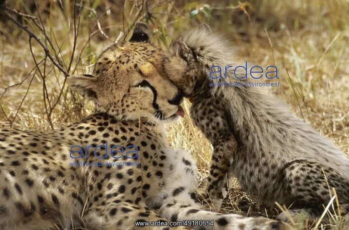 : Cheetah family (Acinonyx jubatus) : Cheetah family (Acinonyx jubatus)