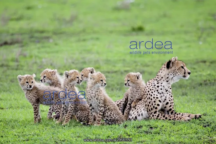 : Cheetah family - Mother Cheetah with her 6 cubs : Cheetah family - Mother Cheetah with her 6 cubs