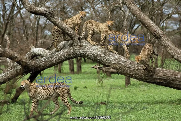  : Cheetah family in trees - Mother Cheetah starts