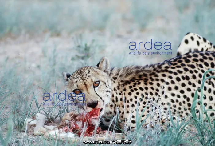 : CHEETAH - feeding Springbok lamb : CHEETAH - feeding Springbok lamb