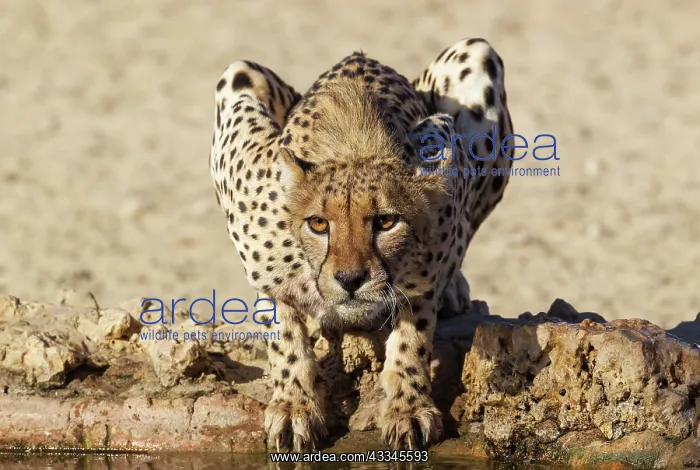 : Cheetah. Female. Drinking at a man-made waterhole : Cheetah. Female. Drinking at a man-made waterhole