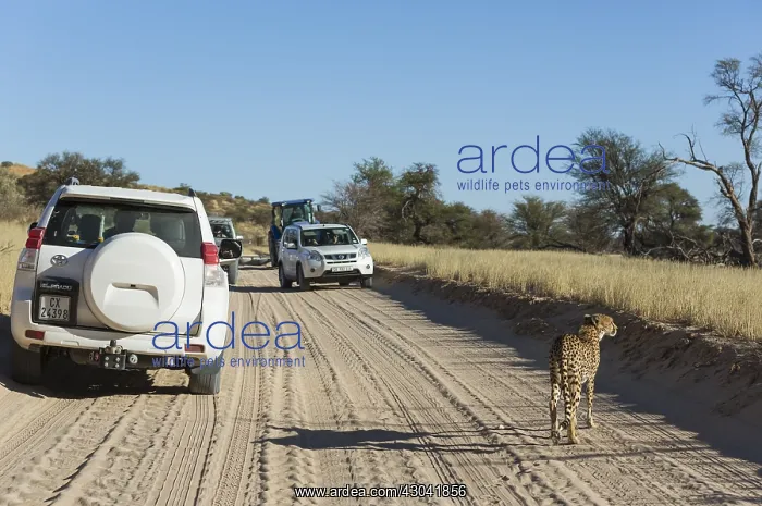 : Cheetah - female on an earth road next to tourist : Cheetah - female on an earth road next to tourist