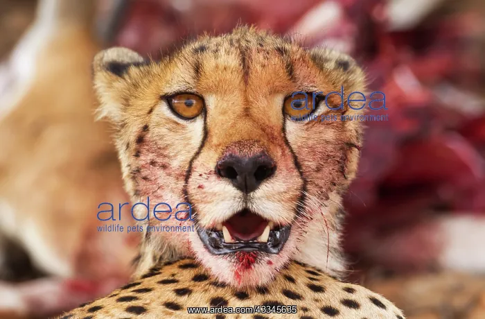 : Cheetah. Female. Has been feeding on a springbok : Cheetah. Female. Has been feeding on a springbok