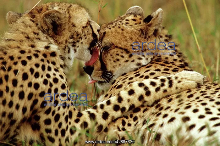  : Cheetah - one female grooming another