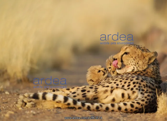 : Cheetah - female licking lips with its two 40 days : Cheetah - female licking lips with its two 40 days