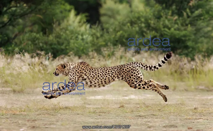 : Cheetah - female - running : Cheetah - female - running