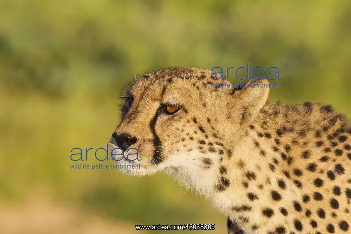 : Cheetah - female has spotted a possible prey animal : Cheetah - female has spotted a possible prey animal