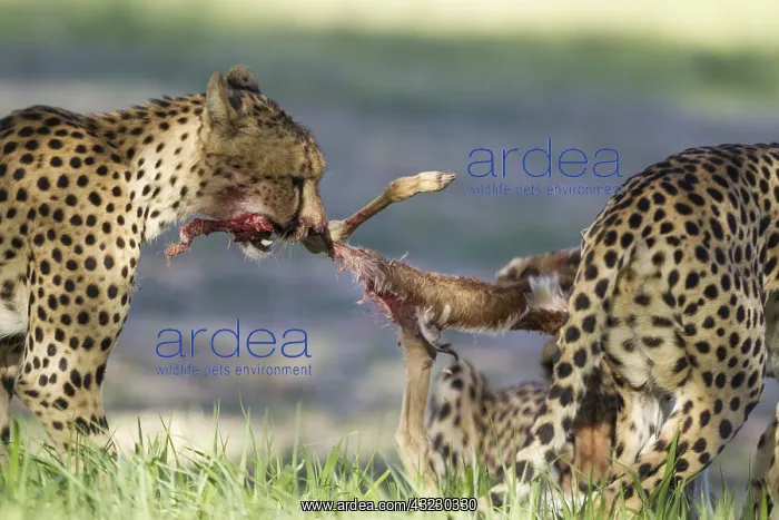 : Cheetah - female and her two subadult female cubs : Cheetah - female and her two subadult female cubs