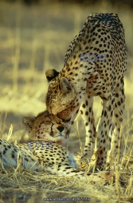 : Cheetah - Female with her subadult male cub : Cheetah - Female with her subadult male cub