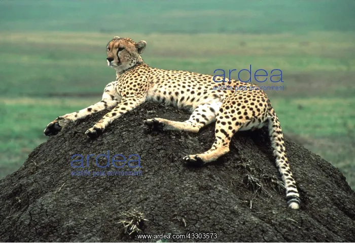 : CHEETAH - Female on termite mound : CHEETAH - Female on termite mound