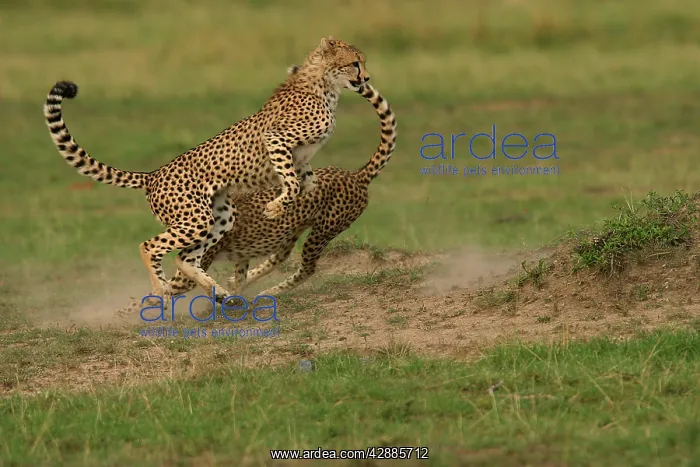 : Cheetah - two fighting : Cheetah - two fighting