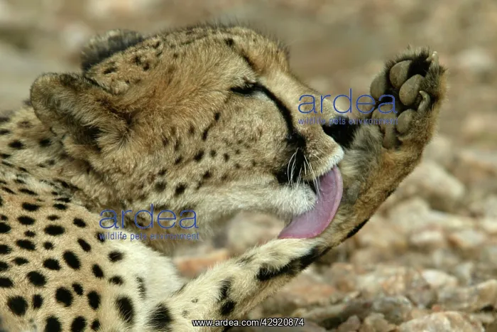 : Cheetah - grooming : Cheetah - grooming
