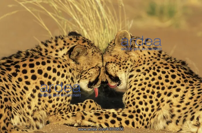 : Cheetah grooming pair photographed in captivity on a farm : Cheetah grooming pair photographed in captivity on a farm