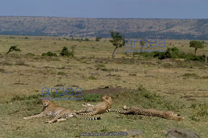  : Cheetah - group lying down by old termite mound