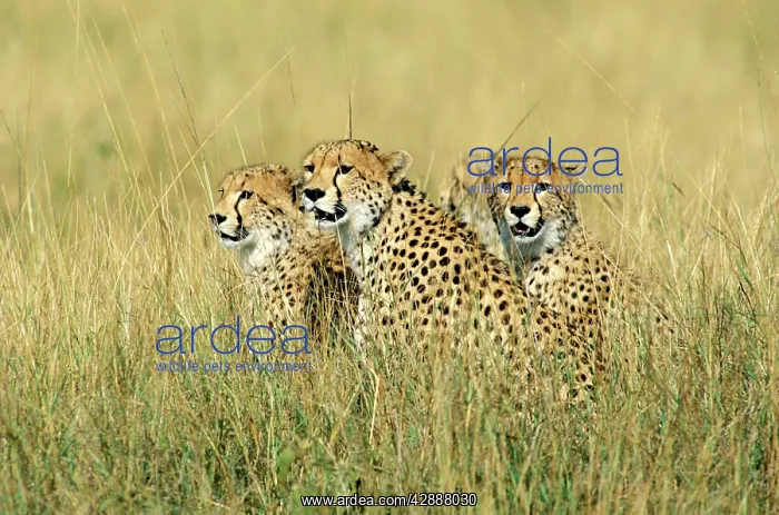  : Cheetah - group of three sitting in tall grass
