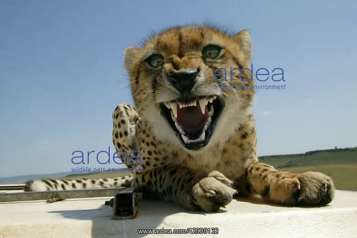 : Cheetah - Growling - Lying down on roof of vehicle : Cheetah - Growling - Lying down on roof of vehicle
