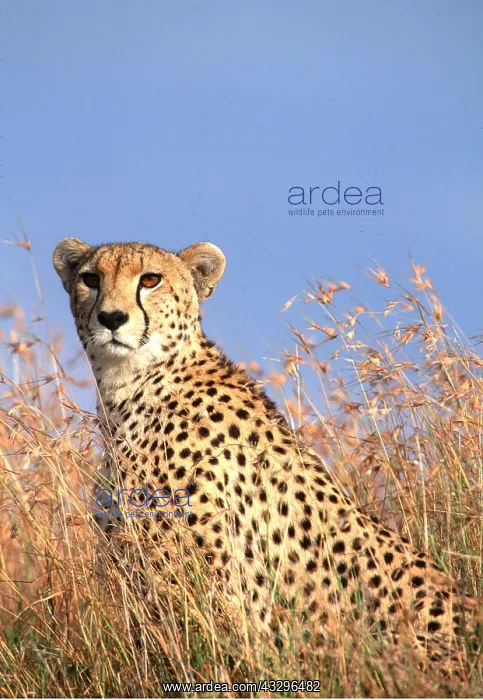  : CHEETAH - head in grass of savannah