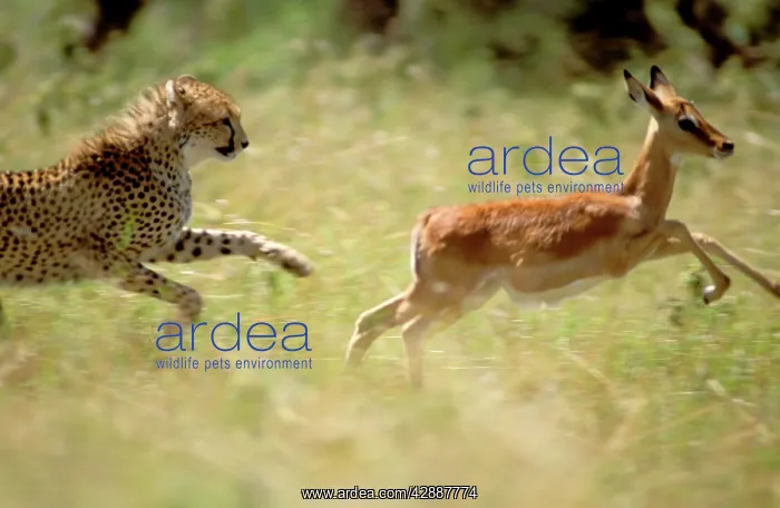  : Cheetah - hunting impala