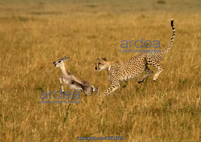 : Cheetah - hunting young Thomson's gazelle - Kenya : Cheetah - hunting young Thomson's gazelle - Kenya