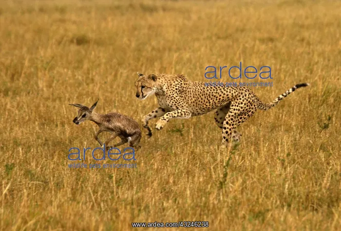 : Cheetah - hunting young Thomson's gazelle - Kenya : Cheetah - hunting young Thomson's gazelle - Kenya