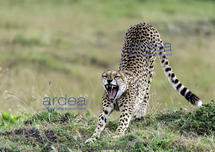  : Cheetah juvenile stretching and yawning