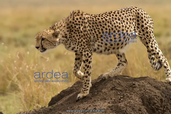  : Cheetah - on the move again - Kenya, Africa