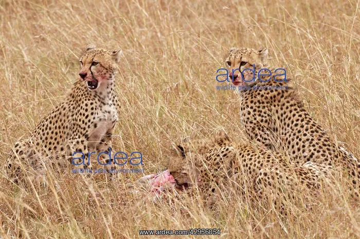  : Cheetah - three at kill eating