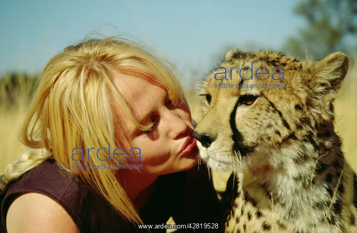 : CHEETAH - being kissed by girl : CHEETAH - being kissed by girl