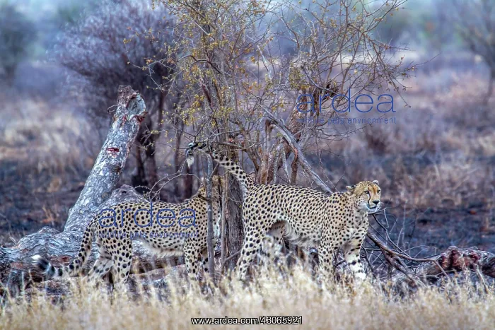 : Cheetah in Kruger National park : Cheetah in Kruger National park