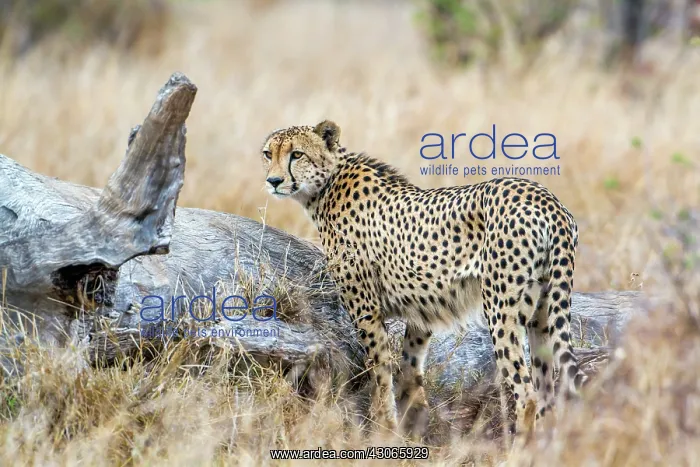 : Cheetah in Kruger National park : Cheetah in Kruger National park