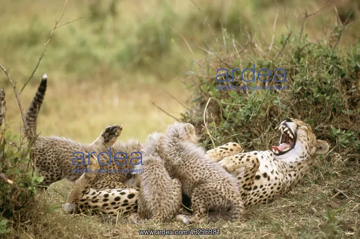  : CHEETAH - laughing  /  yawning /  growling, suckling
