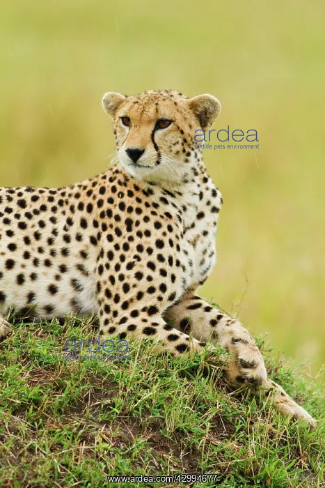 : Cheetah - laying on a mound : Cheetah - laying on a mound