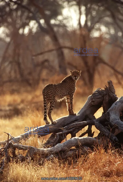 : CHEETAH - looking for prey : CHEETAH - looking for prey
