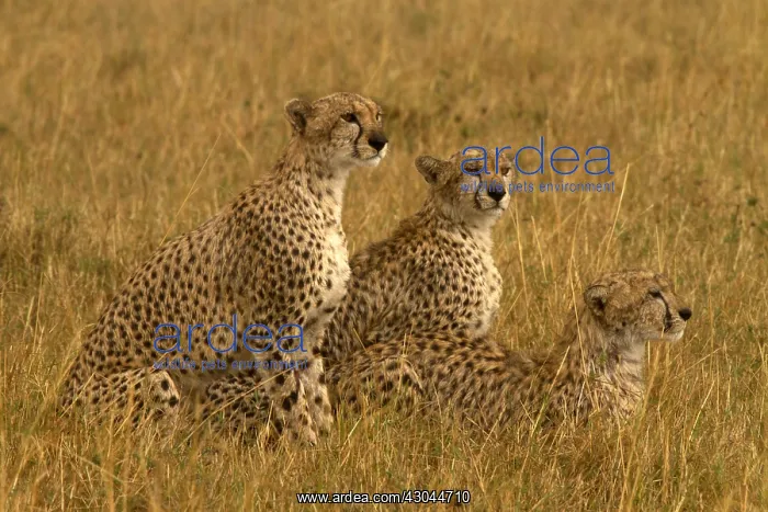  : Cheetah - looking out for prey - Kenya, Africa