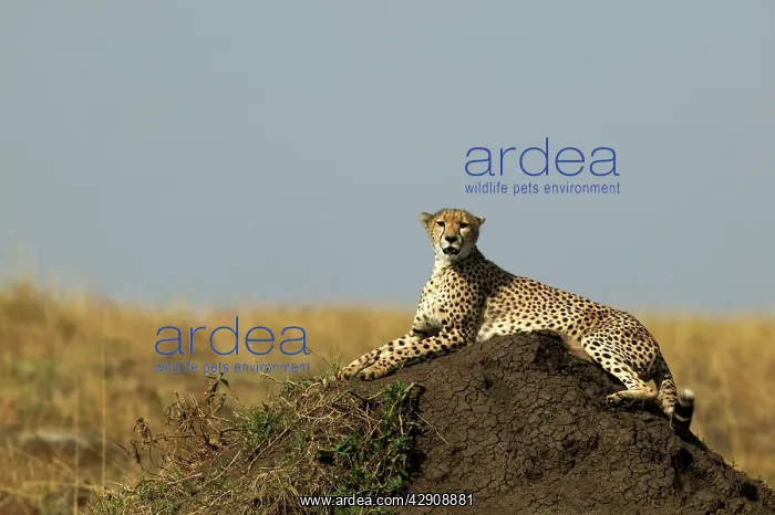 : Cheetah - Lying down : Cheetah - Lying down