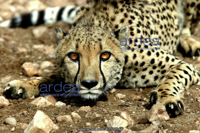  : Cheetah - lying down