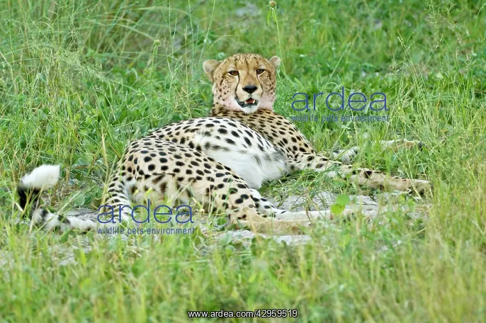 : Cheetah - Lying down with full belly after eating impala : Cheetah - Lying down with full belly after eating impala