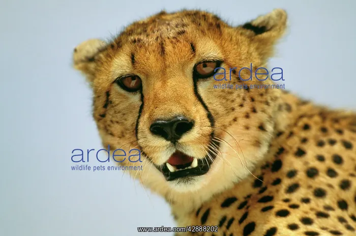  : Cheetah - Maasai Mara National Reserve