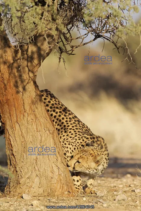 : Cheetah - male checks the trunk of an Acacia tree : Cheetah - male checks the trunk of an Acacia tree