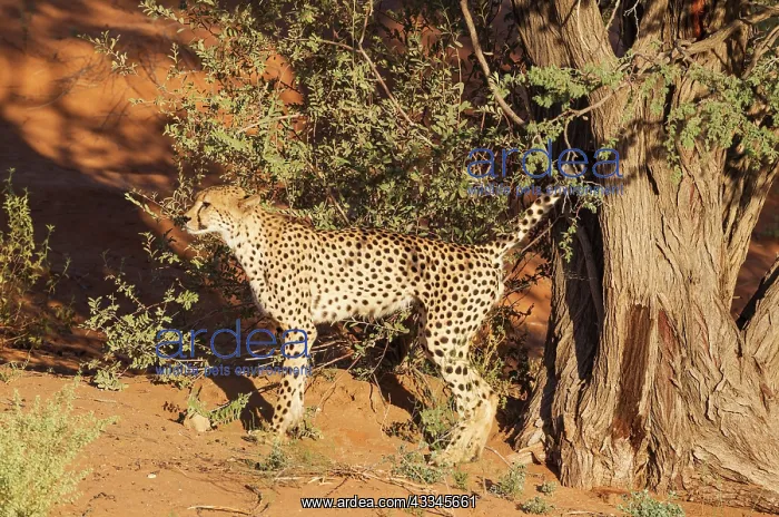 : Cheetah. Male. Marking its territory by urinating : Cheetah. Male. Marking its territory by urinating