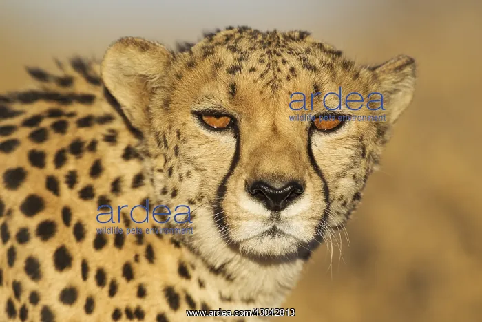 : Cheetah - male - photographed in captivity on a : Cheetah - male - photographed in captivity on a