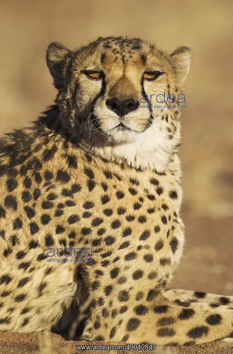 : Cheetah - male - photographed in captivity on a : Cheetah - male - photographed in captivity on a